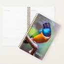 Search for blue starling Bird