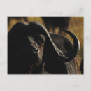 Recherche de buffle africain cartes postales Animal