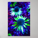 Search for echinacea posters Nature