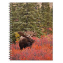 Search for dwarf notebooks Forest
