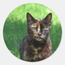 Search for tortoiseshell cat stickers Cute