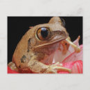 Search for frog postcards Wild