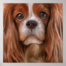 Search for cavalier spaniel king charles posters Cute