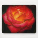 Recherche de rose flambé Floral