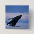 Search for humpback buttons Alaska