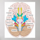 Search for brain diagram posters Chart