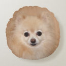 Recherche de pomeranian coussins Mignon