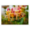 Search for honeysuckle Wildflowers