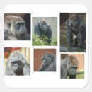 Search for gorilla stickers Silverback