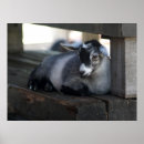 Recherche de la chevre posters Animal