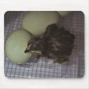 Search for hatched mousepads Egg