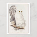 Recherche de owl postcards Illustration