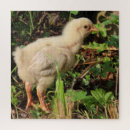 Recherche de poussins puzzles Bébé