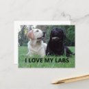 Recherche de chien de laboratoire cartes postales Mignon