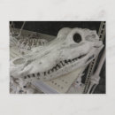 Search for animal skeleton postcards Halloween