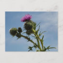 Search for spike postcards Plant
