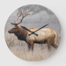 Search for stag clocks Buck