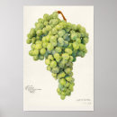 Search for vitis Grape