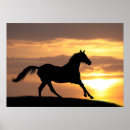 Search for two black horses posters Equestrian