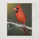 Search for cardinalis Nobody