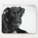 Search for schnauzer mousepads Terrier