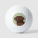 Search for chocolate golf balls Labrador retriever