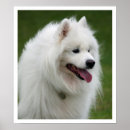 Search for samoyed stuff posters White