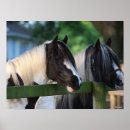 Search for gypsy vanner horses posters Breed