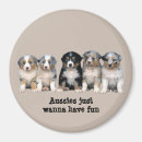 Recherche de chien berger australien magnets Élevage