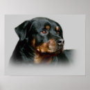 Recherche de chiot rottweiler posters Rottweilers