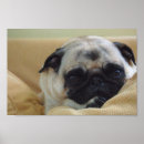Recherche de de carlins posters Mignon