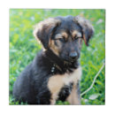 Search for german shepherd tiles Puppy