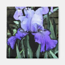 Recherche de iris photographie Bleu