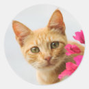 Search for ginger tabby stickers Kitten