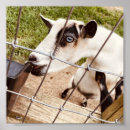 Recherche de vintage farm animal posters Pour tous