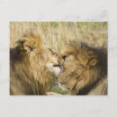 Search for masai mara postcards Big cat