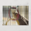 Search for blog cards invites Animal