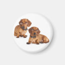 Recherche de dog magnete Dachshund