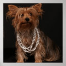 Search for yorkies posters Cute