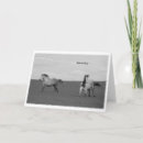 Search for horses galloping cards Nature
