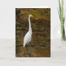 Search for great white egret cards Birds