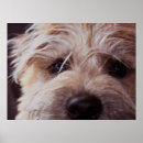 Search for puppy posters Terrier