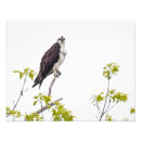 Search for talon art Feathers