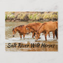 Recherche de cheval de rivière cartes postales Nature