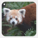 Recherche de panda rouge autocollants Sauvage