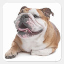 Search for english bulldog stickers Puppy
