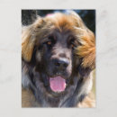 Recherche de leonberger posters Chien