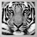 Recherche de profil posters Animal