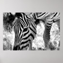 Search for zebra head posters Africa