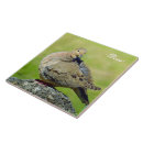 Search for mourning dove Cute